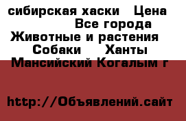 l: сибирская хаски › Цена ­ 10 000 - Все города Животные и растения » Собаки   . Ханты-Мансийский,Когалым г.